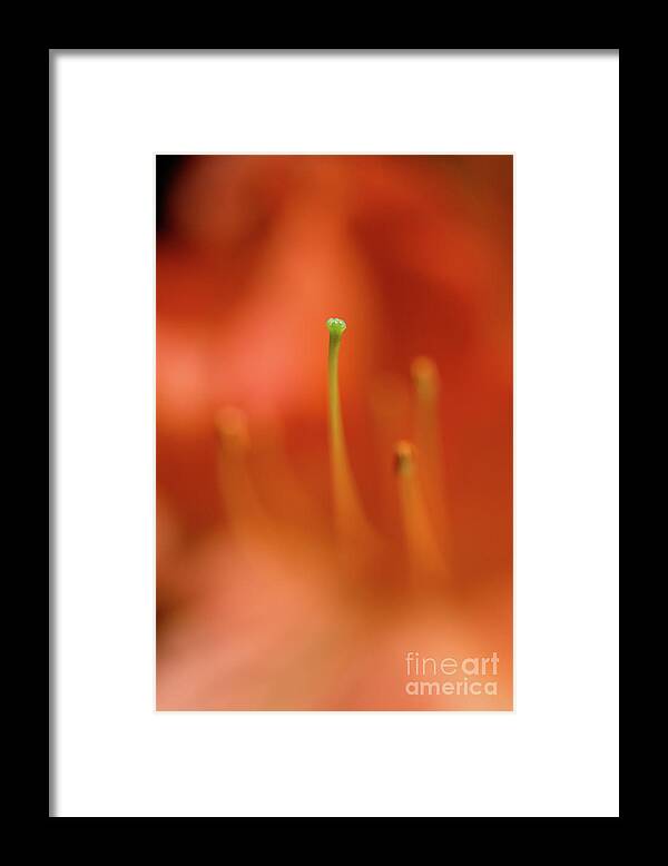 Terry Elniski Photography Framed Print featuring the photograph Dreamscape Flowers - Azalea 19 by Terry Elniski