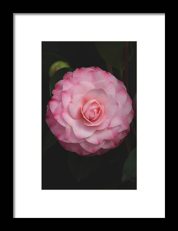 Romantic Framed Print featuring the photograph Dreamy Camellia by Tammy Pool
