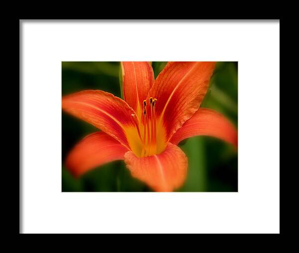 Diane Berry Framed Print featuring the photograph Dreamy Day Lily by Diane E Berry