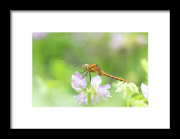 Dragonfly Dragon Fly Bug Insect Flower Macro Closeup Close Up Close-up Outside Nature Natural Outdoors Botany Botanic Botanical Ma Mass Massachusetts Newengland New England Brian Hale Brianhalephoto Framed Print featuring the photograph Dreamy Dragon by Brian Hale