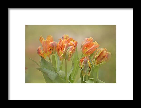 Abstract Framed Print featuring the photograph Dreamy Parrot Tulips by Ann Bridges