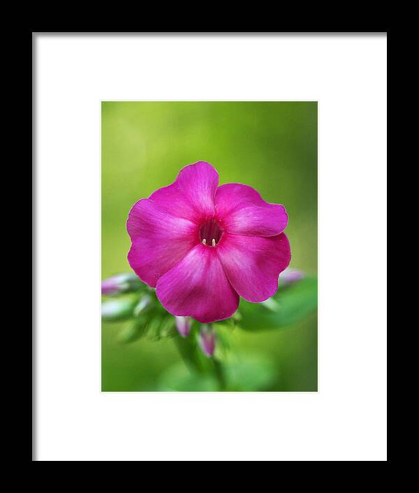 Flowers Framed Print featuring the photograph Dreamy Phlox - portrait by Dorothy Lee