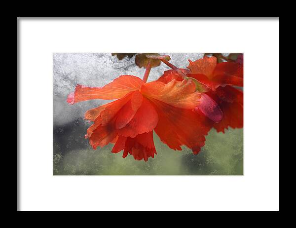 Flower Framed Print featuring the photograph Dreamy Tangerine by Julie Lueders 