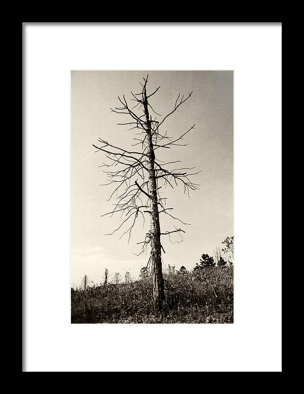 Tree Framed Print featuring the photograph Drift Tree by Amarildo Correa