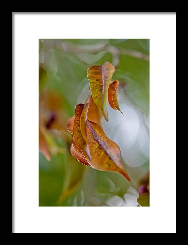 Leaf Framed Print featuring the photograph Drifting Away by Az Jackson