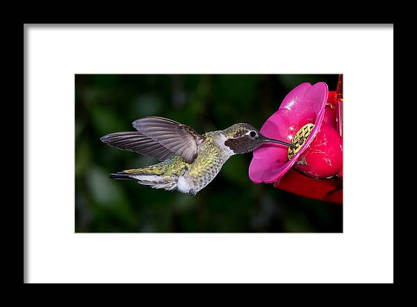 Hummingbird Framed Print featuring the photograph Drink Deep by Greg Nyquist
