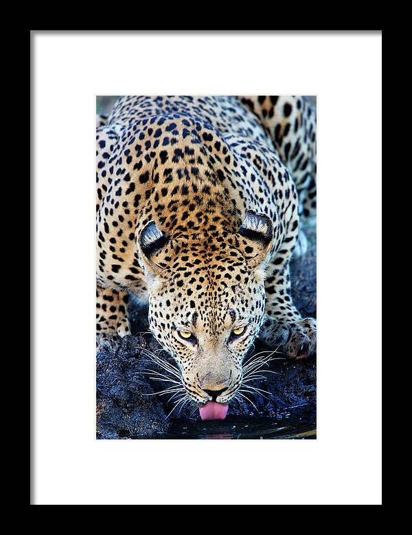 Leopard Framed Print featuring the photograph Drinking Leopard by Matt Cohen