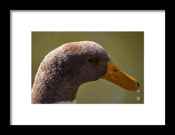 Duck Framed Print featuring the photograph Drip Drip by Leticia Latocki