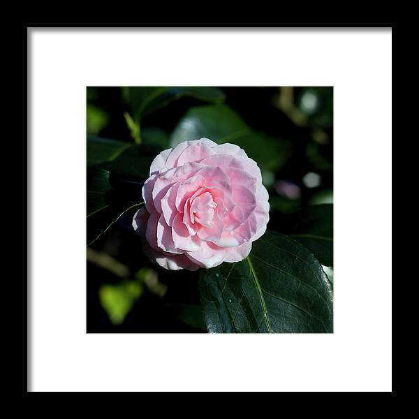 Nature Framed Print featuring the photograph Dripping camellia 1 by Helga Novelli