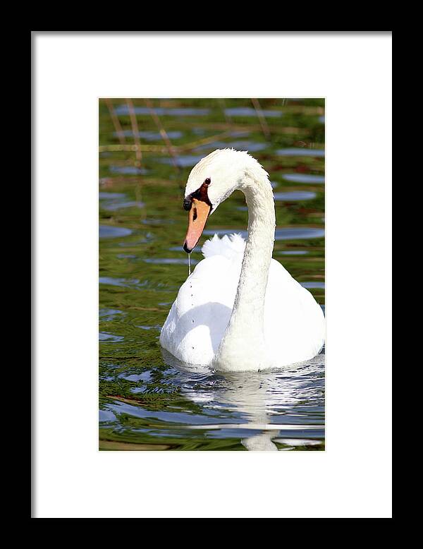 Swan Framed Print featuring the photograph Dripping Swan by Carol Montoya