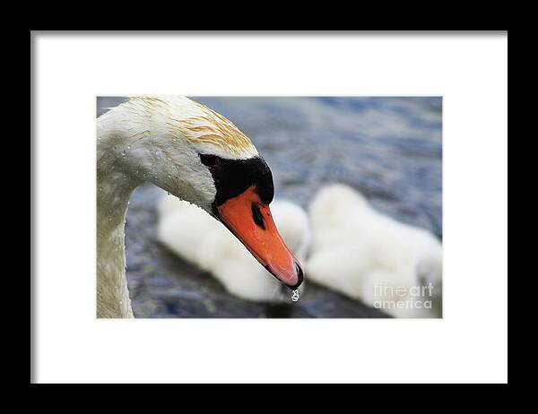 Swan Framed Print featuring the photograph Drippy Nose by Alyce Taylor