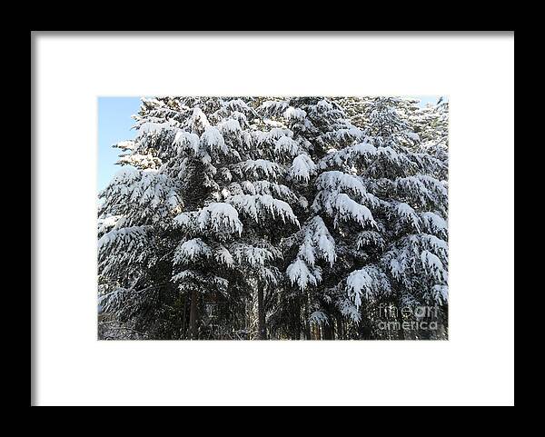 Snow Framed Print featuring the photograph Drooping With Snow by Donna Meadows