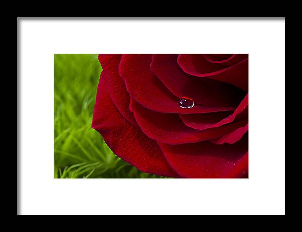 Wall Art Framed Print featuring the photograph Drop on a Rose by Marlo Horne