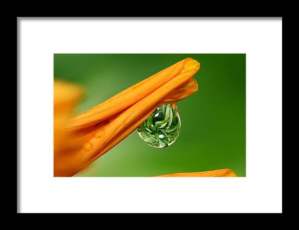 Drop Framed Print featuring the photograph Drop by Yuri Peress