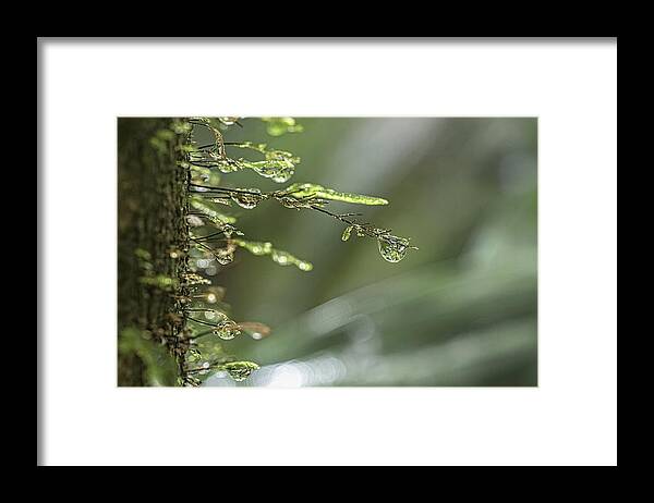 Rainforest Framed Print featuring the photograph Droplet by Catherine Reading