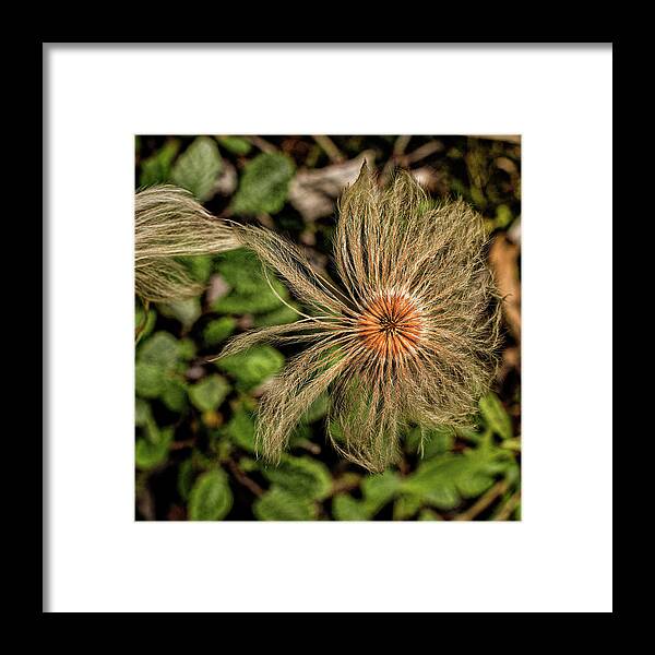 Wildflower Framed Print featuring the photograph Dryas by Fred Denner