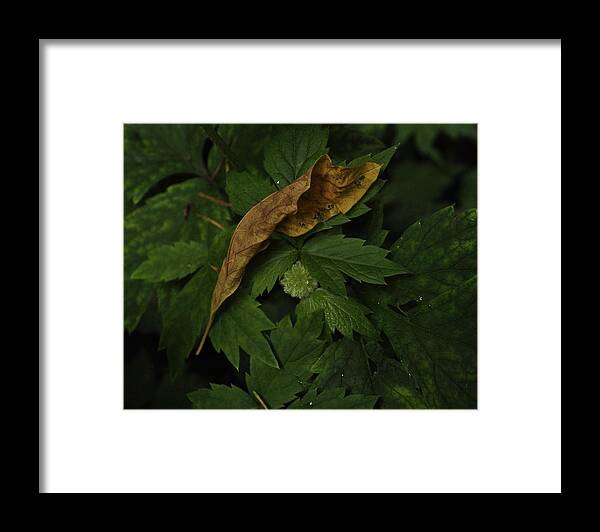Nature Framed Print featuring the photograph Drying Leaf with New Bloom by Charles Lucas