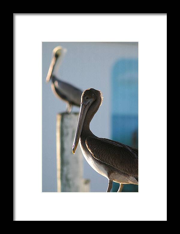 Pelican Framed Print featuring the photograph Dual Pelicans by Mary Haber