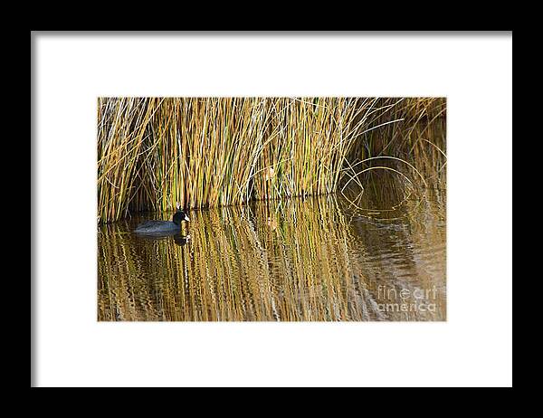 Duck Framed Print featuring the photograph Duck and Reeds by Jeff Hubbard