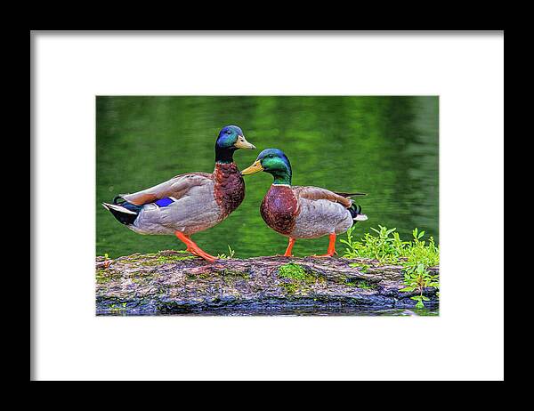 Mallards Framed Print featuring the photograph Duck Buddies by Cathy Kovarik