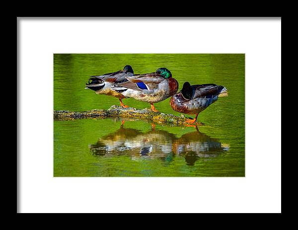  Framed Print featuring the photograph Duck Dreams by Brian Stevens