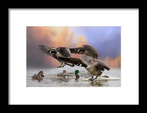 Canada Geese Framed Print featuring the photograph Duck Ducks 2 by Randy Hall