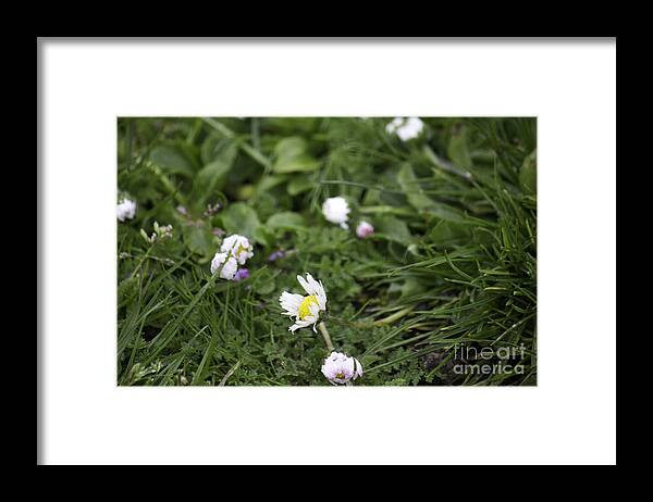 Duck Ecosystem Grasses Framed Print featuring the photograph Duck Ecosystem Floral 2 by Donna L Munro
