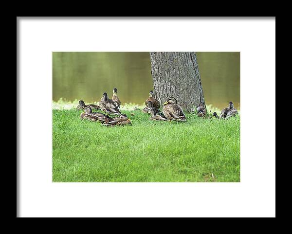 Ducks Framed Print featuring the photograph Duck Famly by Tammy Chesney