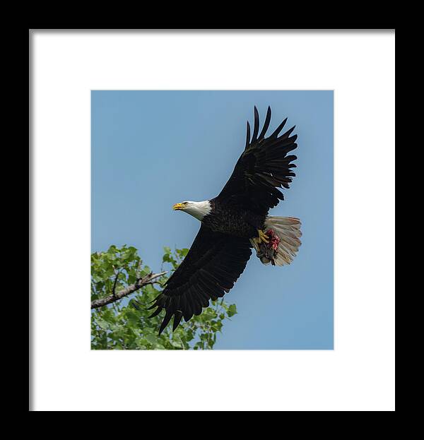 Adult Bald Eagle Framed Print featuring the photograph Duck for Lunch by Michael Hall