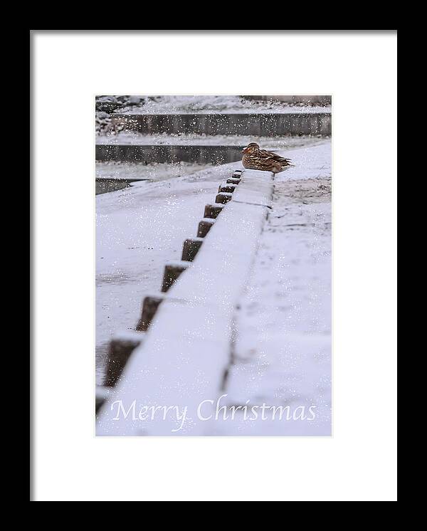 Duck Framed Print featuring the photograph Duck in the Snow by Holden The Moment