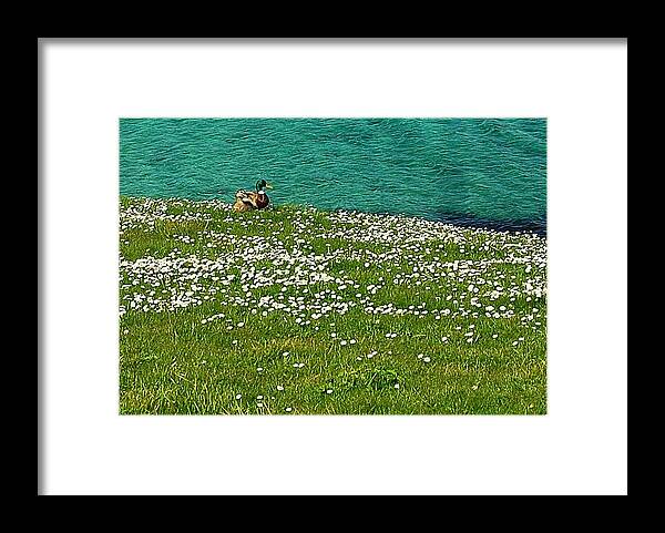 Ducks Framed Print featuring the photograph Duck Muse by HweeYen Ong