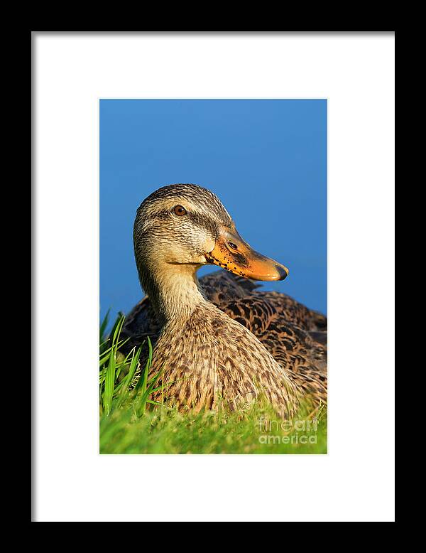 Duck Bird Animal Wildlife Mallard Framed Print featuring the photograph Duck No 5 0909 by Ken DePue