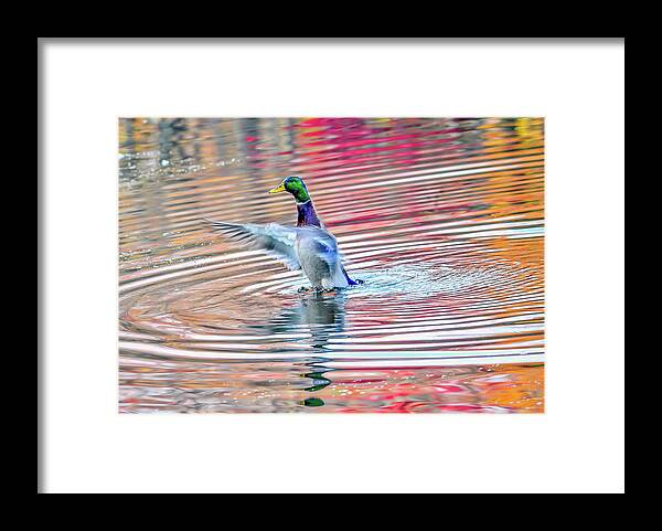 Anas Framed Print featuring the photograph Duck on an Autumn pond in the Chesapeake Bay Maryland by Patrick Wolf