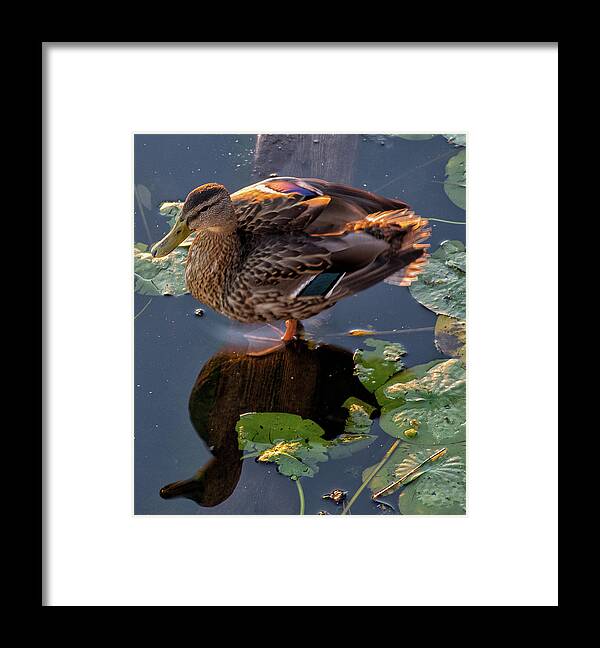Duck Framed Print featuring the photograph Duck or Decoy by Ellen Koplow