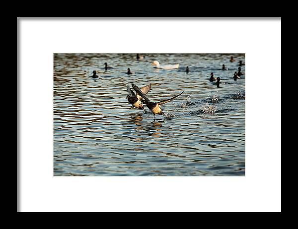 Ducks Framed Print featuring the photograph Duck Race by Jason Hughes