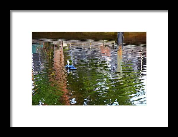 Florida Framed Print featuring the photograph Duck Reflections by Florene Welebny