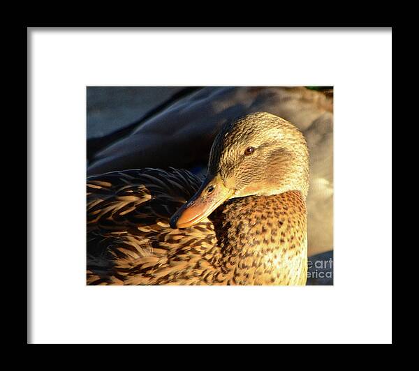 Framed Print featuring the photograph Duck Sunbathing by Cindy Schneider