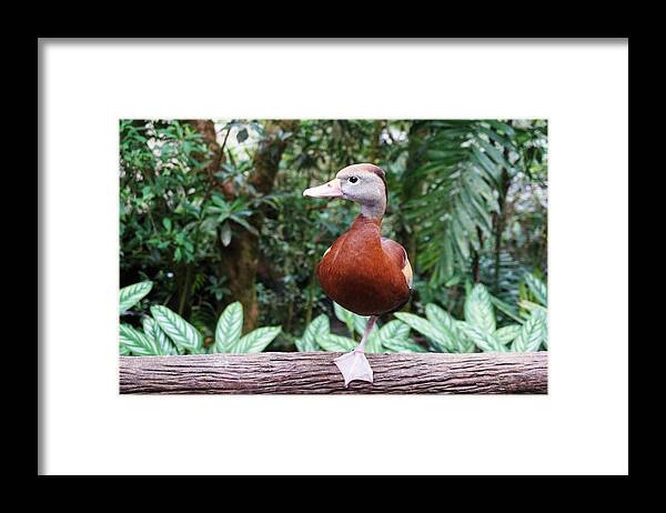 Duck Framed Print featuring the photograph Duckling by Julia Ivanovna Willhite