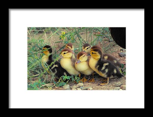 Nature Framed Print featuring the photograph Ducklings by Kae Cheatham
