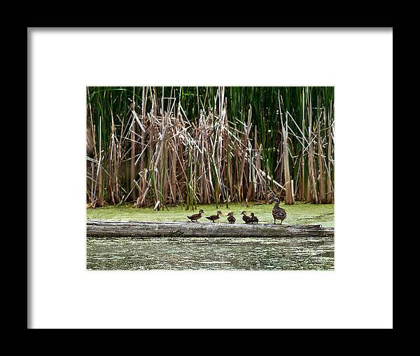 Wood Duck Framed Print featuring the photograph Ducks All In A Row by Ed Peterson