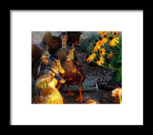 Ducks Framed Print featuring the photograph Ducks And Coneflowers by Katy Hawk