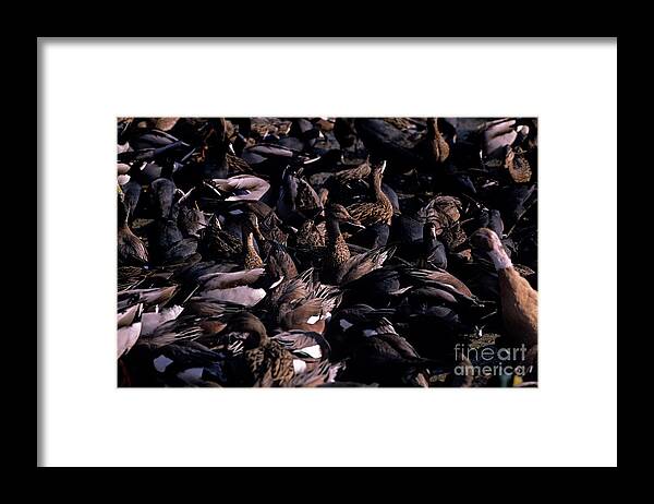 Natural World Framed Print featuring the photograph Ducks and Coots along Shoreline by Jim Corwin
