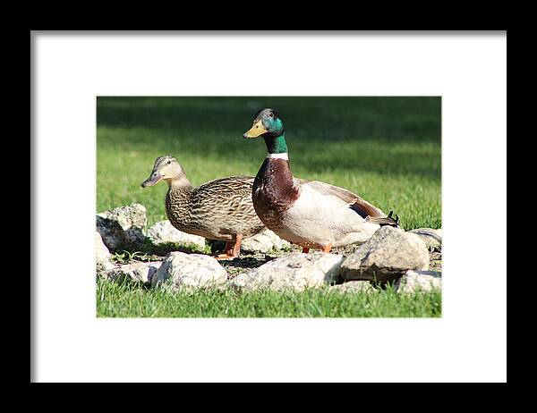  Framed Print featuring the photograph Ducks by Brian Jones