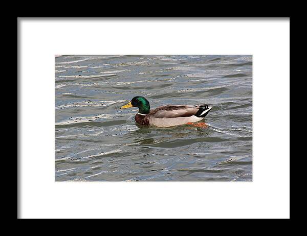 Duck Maleduck Wildlife Bird Beautiful Nature Landscape Water Waterfront Summer Male Us America Virginia Vacation Outdoors Nature Landscape Photo Photography Framed Print featuring the digital art Duck By the Riverside by Jeanette Rode Dybdahl