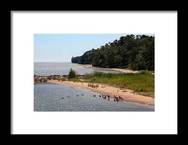 Ducks Framed Print featuring the photograph Ducks In A Row by Joanne Coyle