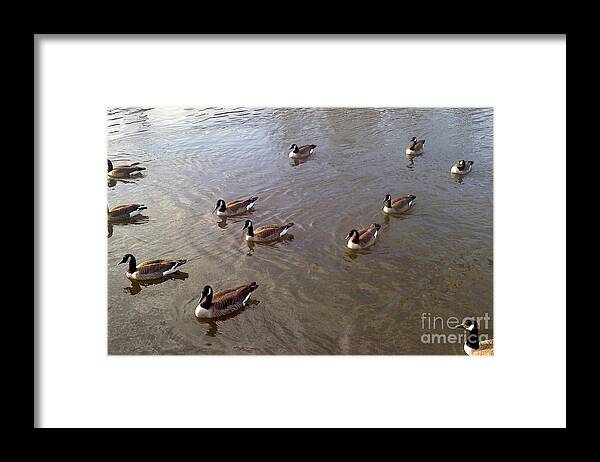 River Framed Print featuring the photograph Ducks on the Occoquan River by Jimmy Clark