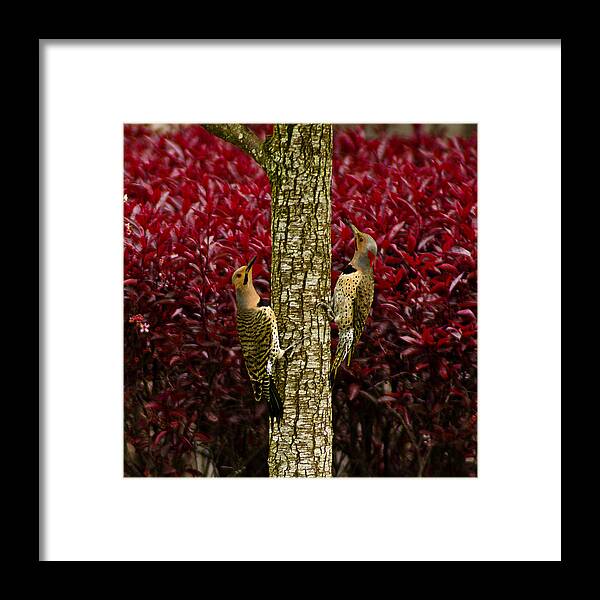 Usa Framed Print featuring the photograph Dueling Woodpeckers by LeeAnn McLaneGoetz McLaneGoetzStudioLLCcom