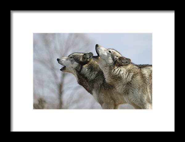 Wolf Canis Lupus Canid Animal Mammal Wildlife Howl Duet Photography Wolfsong Photograph Framed Print featuring the photograph Duet Howl by Shari Jardina