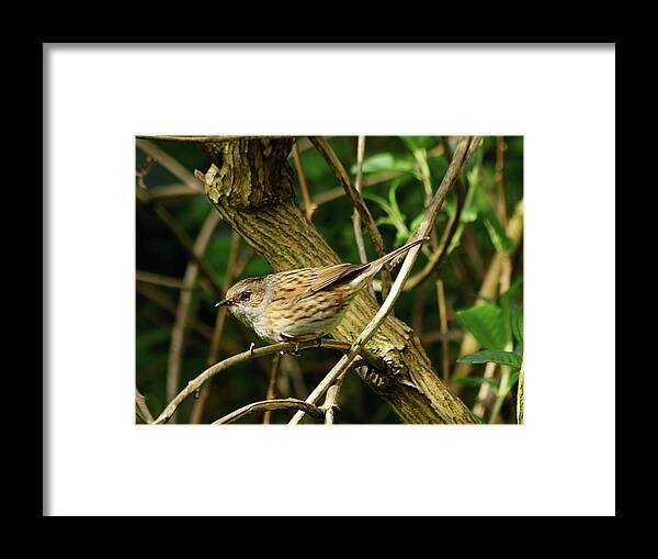 Dunnock Framed Print featuring the photograph Dunnock in a Hedgerow by Jeff Townsend