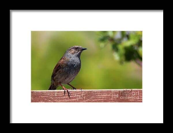 Dunnock Framed Print featuring the photograph Dunnock by Terri Waters